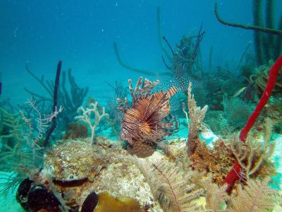 lion_fish.JPG