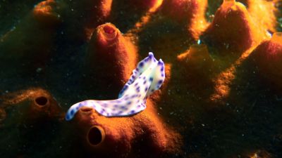 Nudi404.jpg