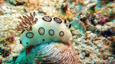 Nudi
