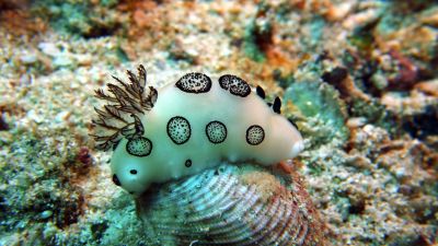 Nudi
