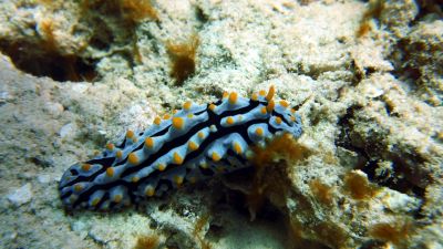 Nudi
