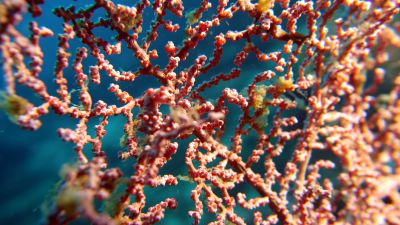 Pigmy Seahorse zoom in
