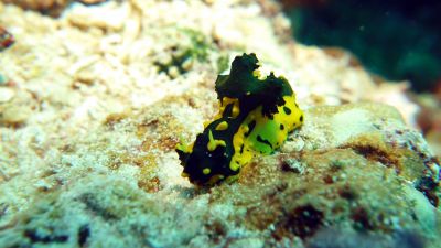 Banana Nudi
