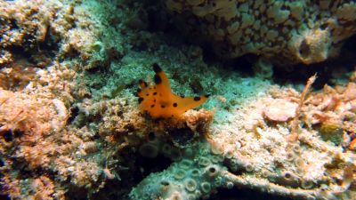 nudi82.jpg