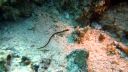 Filename=Pipefish40.jpg
Filesize=1368KiB
Dimensions=5000x2814
Date added=Nov 06, 2025 Pipefish40.jpg