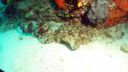 Wobbegone70.jpg