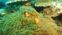 Filename=clownfish.JPG
Filesize=1564KiB
Dimensions=5000x2814
Date added=Nov 06, 2025 clownfish.JPG