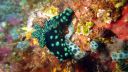 Filename=greennudi82.jpg
Filesize=1346KiB
Dimensions=5000x2814
Date added=Nov 06, 2025 greennudi82.jpg