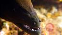 Filename=moray.jpg
Filesize=672KiB
Dimensions=5000x2814
Date added=Nov 06, 2025 moray.jpg