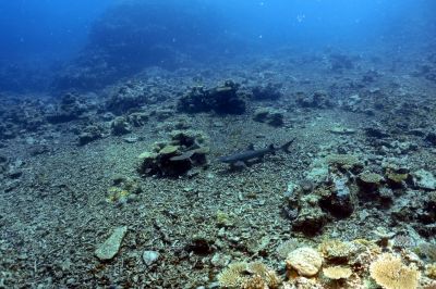Black Tip Reef Shark
