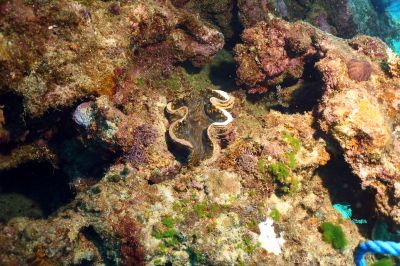 Giant Clam
