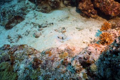 Gobby and blind Shrimp
Gobby and blind shrimp - zoom in
