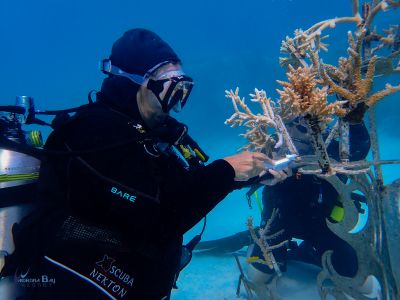 Karlene Coral Cleaning 
