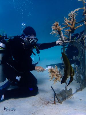 Karlene Coral Cleaning 
