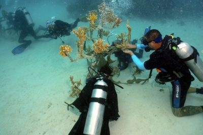 Kat & Ben coral cleaning

