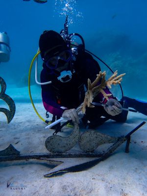 Patricia Coral Cleaning
