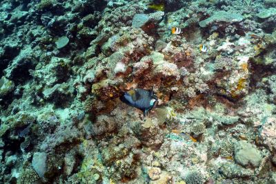 Pineapple Trigger Fish
