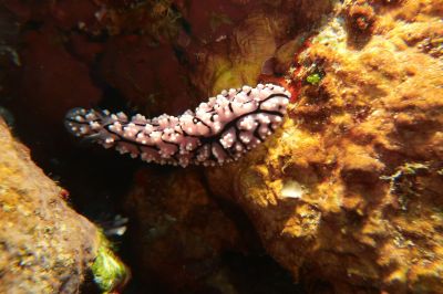 Nudi
