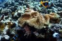 Clownfishes11-2.jpg