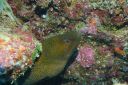 Filename=moray11-1-1.JPG
Filesize=1942KiB
Dimensions=5000x3333
Date added=Nov 06, 2025 moray11-1-1.JPG