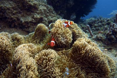 Clownfish3-10-4.jpg