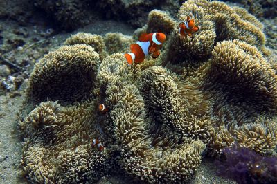 Clownfish3-10-6.jpg
