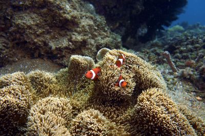 Clownfish3-10-8.jpg