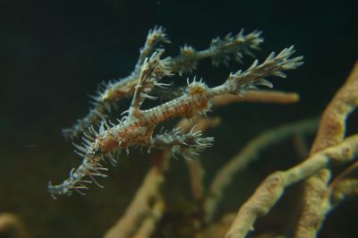 GhostPipefish.JPG
