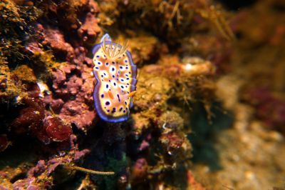 Nudi3-10-3.jpg