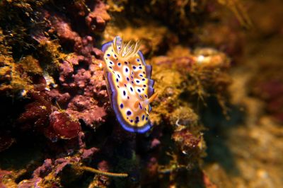 Nudi3-10-8.jpg
