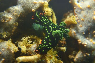 Nudi3-20-26-1
