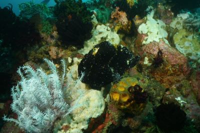 blkfrogfish3-12-1.JPG