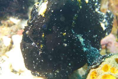 blkfrogfish3-12.JPG
