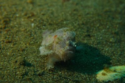 frogfish3-15-26-1.JPG