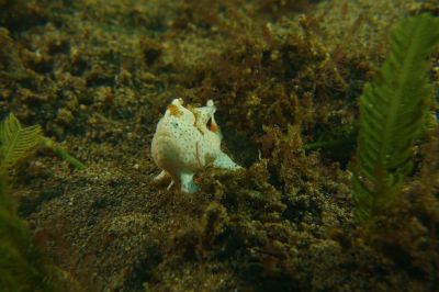 frogfish3-18-26-24.JPG