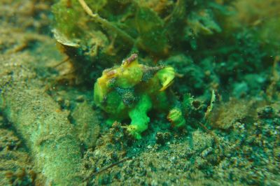 frogfish3-19-26-4.JPG