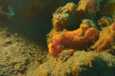 frogfish3-19-26-61.JPG