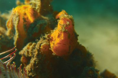 frogfish3-19-26-62.JPG