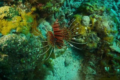 lionfish3-22-26-1.JPG