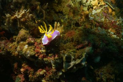 nudi3-12-5.JPG