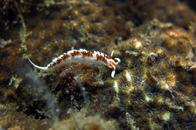 nudibranch
