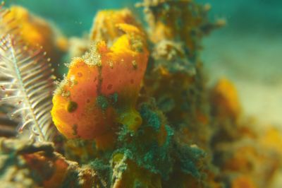 frogfish
