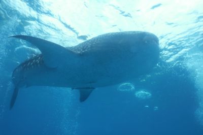 whaleshark.JPG