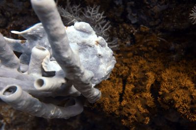whitefrogfish
