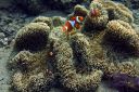 Filename=Clownfish3-10-6.jpg
Filesize=2532KiB
Dimensions=5000x3333
Date added=Mar 26, 2026 Clownfish3-10-6.jpg