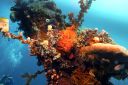 Redfrogfish3-12-0.jpg