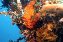 Redfrogfish3-12-5.jpg