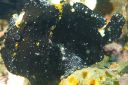 blkfrogfish3-12-0.JPG