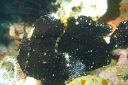 blkfrogfish3-12-0018.JPG