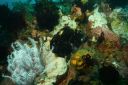 blkfrogfish3-12-1.JPG